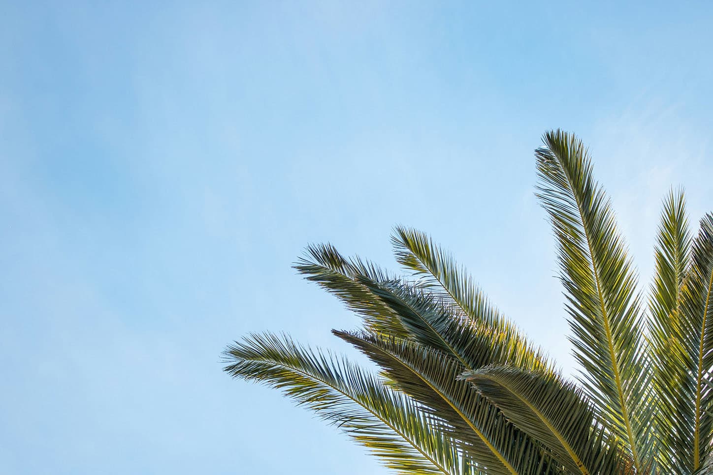 Palm tree background